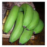 Biologische Premium Cavendish Groene Verse Bananen Gezond Fruit 100% Puur Vol Voedingsstoffen Geschikt voor Spieropbouw Ecuador Nu op Voorraad!