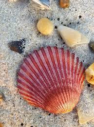 เปลือกที่ได้จากพืชใบสูตรสะอาด - Product Image 4