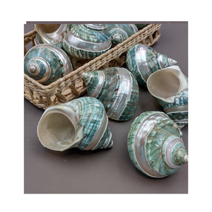Top Grade Green Turbo Shell Pulido a mano Ocean Shell para decoración costera Suministro de Acuario y compradores a granel - Product Image 2
