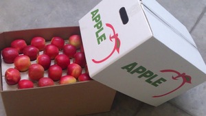 Manzana Fuji Fresca, Crujiente y Dulce, 100% Natural, Cosecha del Año, Sudáfrica, 20 KG/Caja - Product Image 5