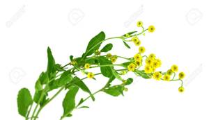 Venta al por mayor de aceite esencial de costmary terapéutico de la mejor calidad a granel con buen precio 100% Pure Costmary Essential Oil India - Product Image 4