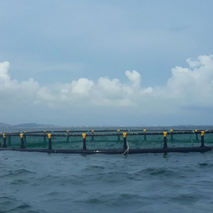 MAVINEX Cage de ferme piscicole en HDPE en haute mer avec support de cage offshore flottant Piège d'aquaculture du Viet Nam - Product Image 4