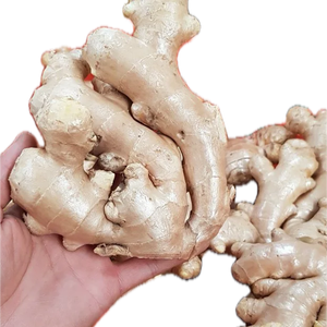 Lavage frais racine de gingembre nouvelle récolte exportation à haute teneur en nutriments du Vietnam taille 100g-150g en gros - Product Image 1