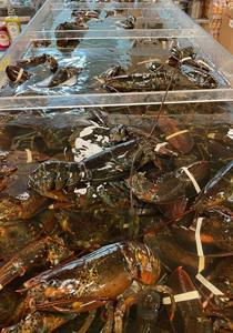 Homard surgelé au prix de gros avec livraison rapide, meilleure qualité - Product Image 5