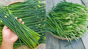 Cebollino Congelado Listo Para Usar, Ingrediente Para Fábricas de Alimentos, Restaurantes y Servicios de Catering - Product Image 4
