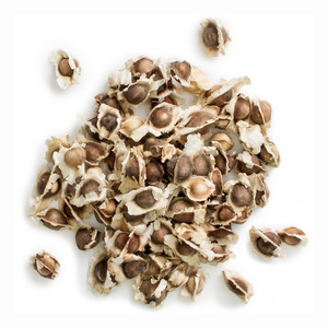 Moringa oleifera เมล็ดต้นไม้ออร์แกนิกที่มีอัตราการงอกสูงและให้ผลผลิตสูงทั้งใบและฟูเอท - Product Image 2