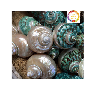 Coque Turbo verte de haute qualité fabriquée à la main et polie parfaite pour les projets d'artisanat de décoration côtière et les commandes en gros - Product Image 5