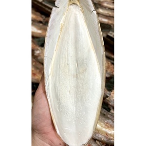 Os de seiche séché - Os de seiche 100% naturel fabriqué au Vietnam / Mme. Thao (+84) 904183651 - Product Image 1
