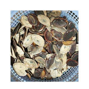 Variedad de tamaños de conchas marinas: concha de Lapa, operculum de Murex y conchas de caracol a precios inmejorables de Vietnam - Product Image 6