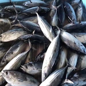 Skipjack tuna แช่แข็ง (ทั้งหมด) ราคาวัตถุดิบ (บางกอกแลนดิ้ง, wpo)