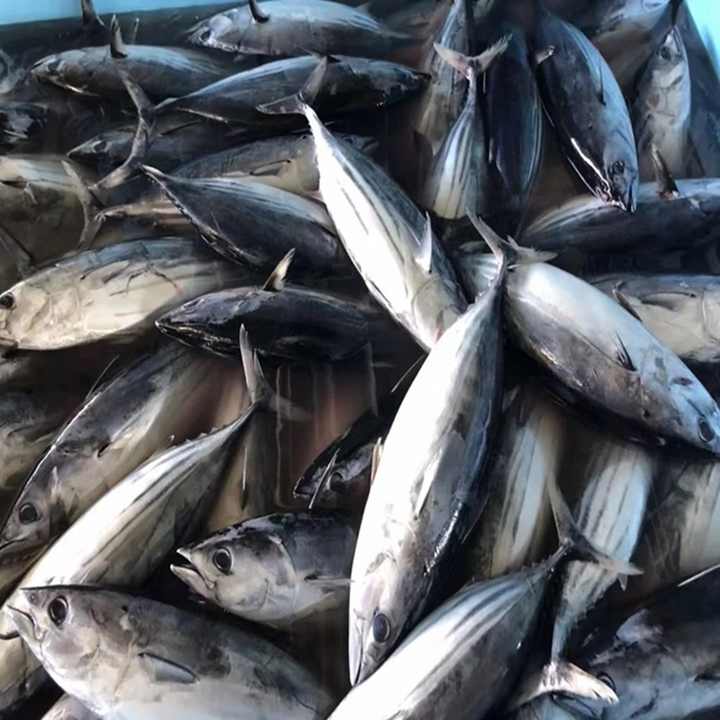 Frozen (Whole) Skipjack Tuna Raw Material Prices (Bangkok Landings, WPO)