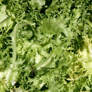Fournisseur en gros de chicorée d'endives: Légumes à feuilles amères de qualité supérieure les plus vendus - Product Image 3