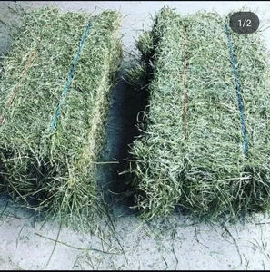 Heno de Alfalfa en Pacas Grado Alimenticio 22% Proteína Plus RFV 185 Plus para Ganado Lechero Premium y Animales de Exhibición Compra al por Mayor - Product Image 1
