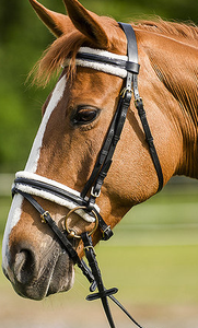 Brida de Cuero para Caballo al por Mayor, Ligera, de Alta Calidad, Último Modelo, a Precio Razonable - Product Image 4
