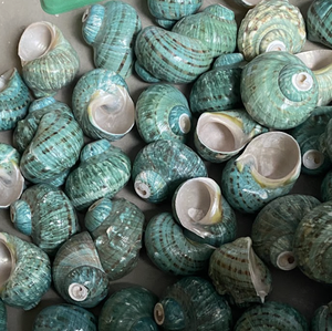 Material de Concha Natural Turbo marmoratus de Vietnam para Artesanías de Exhibición Interior de Primera Calidad con Acabado Decorativo Liso - Product Image 3