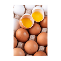 Oeufs bruns d'occasion à vendre avec une excellente fraîcheur et un approvisionnement fiable