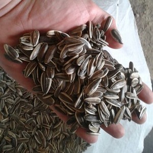 เมล็ดทานตะวันปรุงรสพร้อมรับประทาน - รสบาร์บีคิว, รสเค็ม, รสแรนช์, รสดิลพิคเคิล - รับผลิตแบบ OEM/ODM - Product Image 3