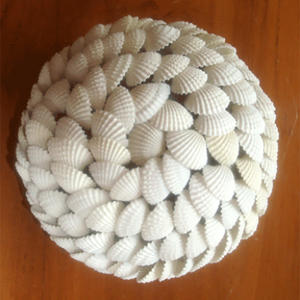 Bola de Concha Marina Natural Pulida Blanca, Estilo Náutico, Decoración del Hogar, Manualidades Cosidas, Motivo de Joyería, Bola de Concha - Product Image 1