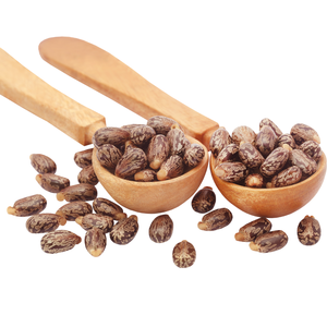 IndianJadiBooti Haute Qualité 100% Naturel Séché Ricinus Communis Graines Graines De Ricin Meilleur Exportateur Produits Agricoles Inde - Product Image 1