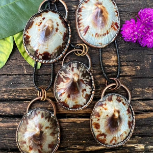 เปลือกลิมเพตขัดเงาใสของเวียดนามเปลือกหอยลิมเพ็ตขัดเงาคุณภาพระดับพรีเมียมเหมาะสำหรับร้านค้าปลีกและตลาดส่งออก - Product Image 1