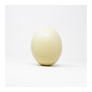 Compre huevos marrones frescos al por mayor, huevos de granja de pollos, huevos de avestruz al mejor precio - Product Image 6