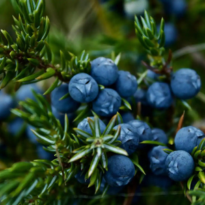 2026 New Season Organic Natural Dried Juniper Berries Premium Quality Bulk Wholesale Export Private Label <b>Packaging</b> - Product Image 2