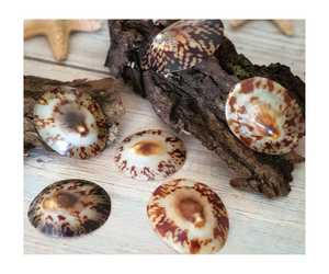 Différentes tailles coquilles de patelle femelle coquillages de collection de souvenirs de coquillages naturels océaniques pour l'exportation - Product Image 3