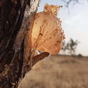 Goma arábica para venda