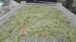 Deshidratador de Alimentos con Bomba de Calor para Kiwi, Pitaya, Durazno, Maracuyá, Higos, Aloe, Mango y Otros Vegetales - Product Image 6