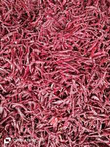 Piment rouge premium Byadgi Capsicum Annuum Rouge naturel vif Haute couleur ASTA Douceur modérée SHU Peau ridée Durée de conservation 1 an - Product Image 2