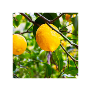 Party decoration simulates four leaves lemon napkin ring - Product Image 2