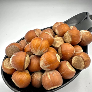 Hazel Nut Organic Hot Sale Hazel Nut 100% Original Quality with Cheap Price Hazelnuts <b>on</b> sale - Product Image 1