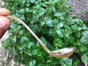 Cuchara de Cuerno de Búfalo Natural, Hecha a Mano y Pulida, Perfecta para Servir Especias, Condimentos o como Decoración de Mesa, Alta Calidad - Product Image 5