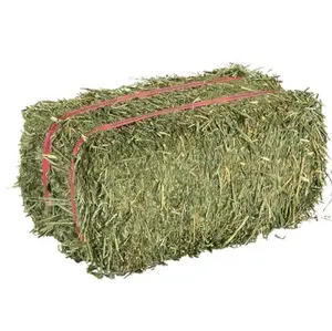 Double Compressed Premium Alfalfa Hay - Best Quality Alfalfa Hay For Animal Feeding