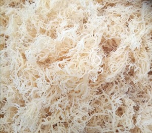 Ready to Ship! Premium <b>Dried</b> White Sea <b>moss</b> 100% Natural & Pure Custom Packaging, Private Label Available - Product Image 3