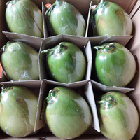 Cocos verdes jóvenes frescos de alta calidad de Vietnam Marca Internacional de Agricultura Precios al por mayor Precio barato Agricultura