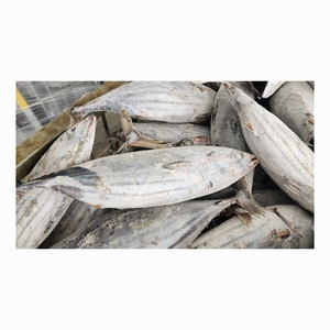 Skipjack ปลาทะเลแช่แข็ง - Product Image 5