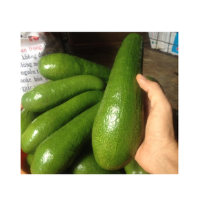Aguacates frescos tropicales verdes de Vietnam, variedad Hass, exportación de frutas para batidos, ensalada, sándwich, procesamiento culinario y recetas - Product Image 1