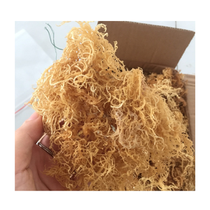 Wild Purple Sun Dried Dried Seamoss Premium Irish Eucheuma Cottonii <b>Seaweed</b> For Gel Dried Seamoss Natural Powder Bulk Supply - Product Image 3