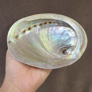 FABRICURE POLI ORMEAU COQUILLE CONQUE ARC-EN-CIEL SAUGE LÉGÈRE REPTILE BOL ALIMENTAIRE DÉCORATION CADEAUX AMELIA + 84855014447 - Product Image 6