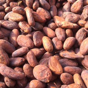 Wholesale Bulk Cocoa <b>Beans</b> For Making Organic Chocolate And Other Cocoa <b>Products</b> - Product Image 5