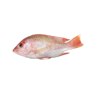 Low cost frozen white snapper fish positioned for professional <b>bulk</b> resale flow - Product Image 6