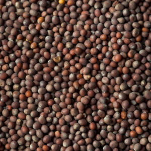 เมล็ดมัสตาร์ดสีดำธรรมชาติบริสุทธิ์ปราศจากสารจีเอ็มโอสำหรับอาหารยุโรปผสมจากโรงงาน - Product Image 6