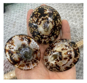 Lapa decorativa Shell Limpet Seashell Lactancia Conchas marinas Exportador DE FÁBRICA DE Vietnam Conchas ecológicas Cantidad a granel - Product Image 1