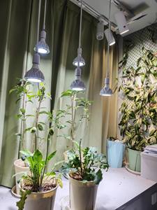 Ampoule LED de culture COB en aluminium 30W/35W PAR38, spectre complet, lumière pour plantes, culot E26/E27, pour plantes d'intérieur, hydroponie, semis - Product Image 1