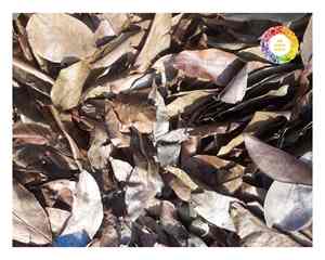 Hojas de Guanábana de hojas de té de Graviola de Vietnam secas naturalmente con procesamiento limpio Ideal para exportaciones a granel y ventas minoristas - Product Image 2