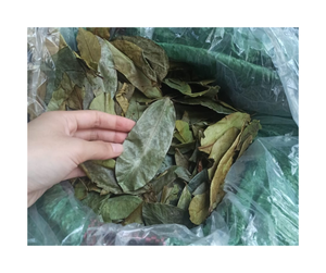Oferta Especial: Hoja de Guanábana Seca 100% Natural, Procesada y Limpia, Exportación a Granel de un Fabricante Vietnamita Confiable - Product Image 1