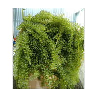 RAISINS DE MER LES PLUS VENDS-RAISINS DE MER SÉCHÉS EXPORTATION STANDARD NATUREL DÉLICIEUX RAISINS DE MER