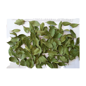 Haute Qualité Mélangé Séché Turc Laurier Feuille Épices Et Herbes AgroHoby Marque 1st Grade Feuilles Allongées En Gros - Product Image 1