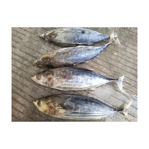 Skipjack ปลาทะเลแช่แข็ง - Product Image 1